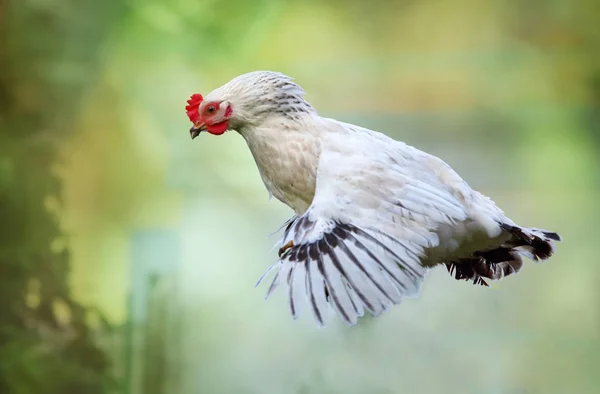 Chicken flying in nature, hen — Stock Photo, Image