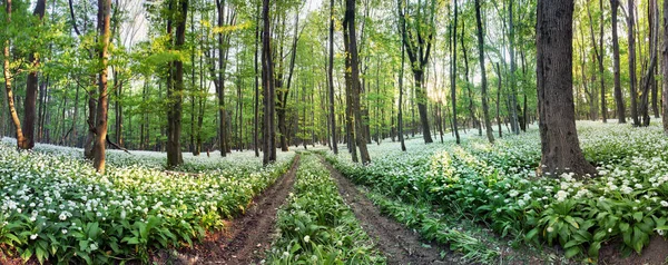 Přírodní lesní panorama s bílými květy - Divoký česnek — Stock fotografie