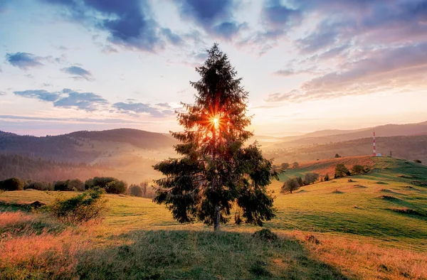 Träd och sol — Stockfoto