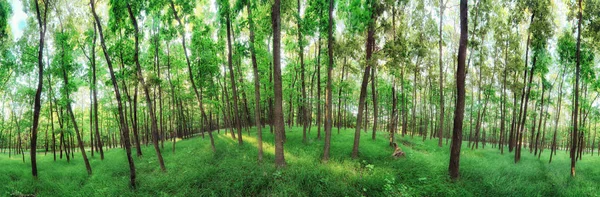 Panorama foresta 360 gradi — Foto Stock