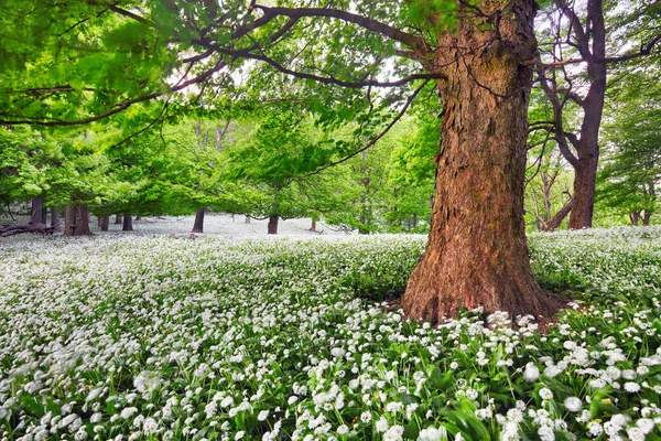 白い花の牧草地、森林景観の美しさでツリー — ストック写真