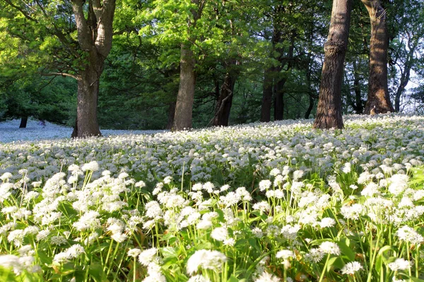 Flores de alho selvagem na floresta — Fotografia de Stock