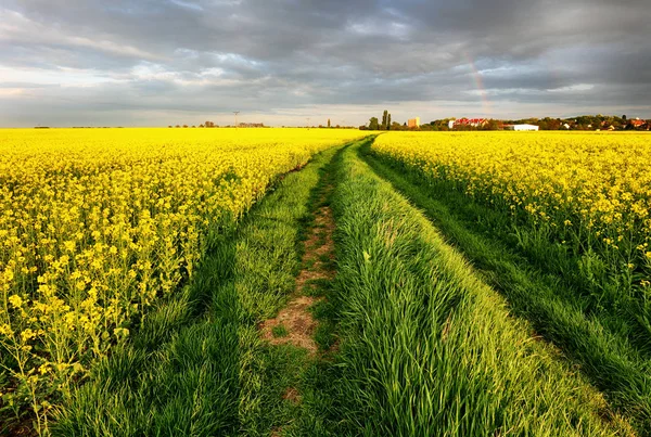 Verkrachting veld met in het rurale landschap met pad — Stockfoto