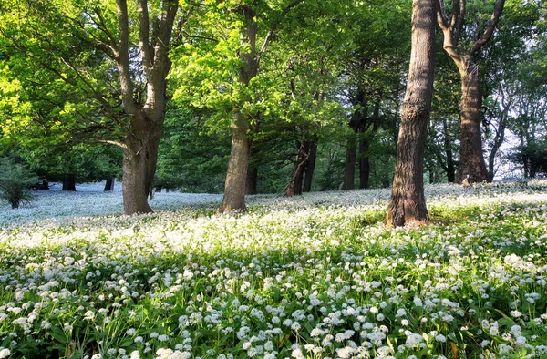 Paisagem verde floresta com árvores e flores brancas — Fotografia de Stock