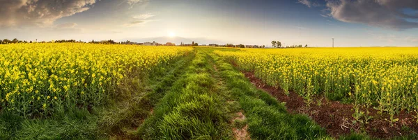 Panorama s žlutý květ při západu slunce — Stock fotografie