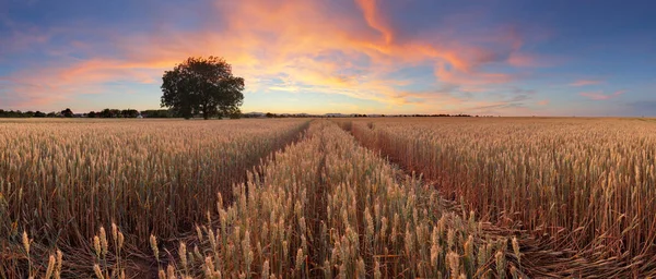 Pôr do sol vermelho sobre o campo de trigo panorama com árvore e maneira — Fotografia de Stock