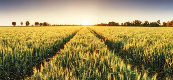 Пшеничне поле на заході сонця, панорама — стокове фото