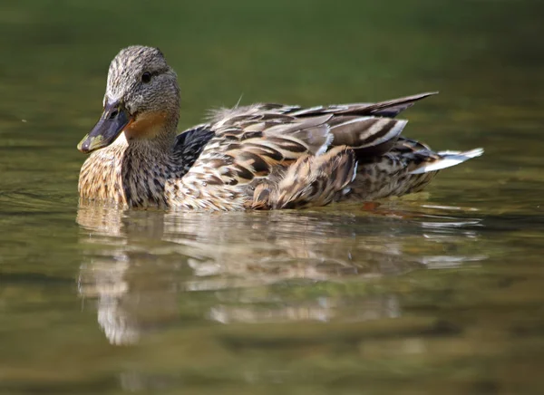 Doğa, açık ördek — Stok fotoğraf