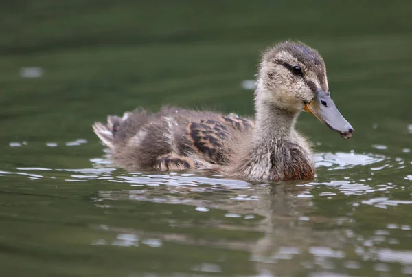 Genç ördek doğada, açık — Stok fotoğraf