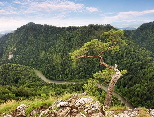 矮松树上 Sokolica 峰，Pieniny，波兰 — 图库照片