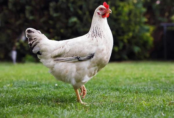 Kylling i biogård – stockfoto