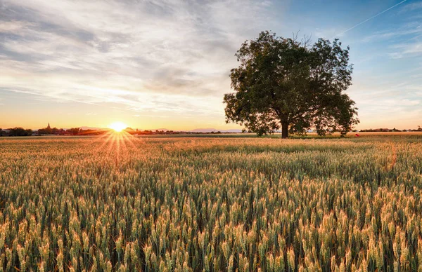 Campo de trigo con árbol al atardecer —  Fotos de Stock