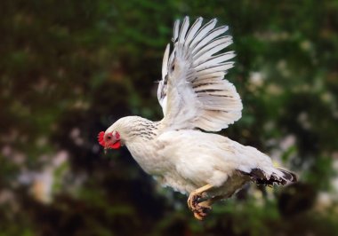 Chicken flying in nature, hen clipart