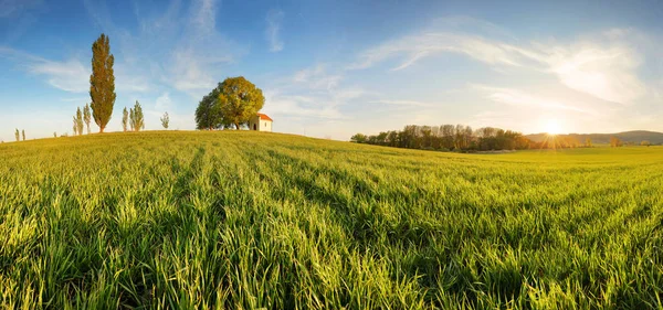Groene velden van jonge tarwe op een bron — Stockfoto