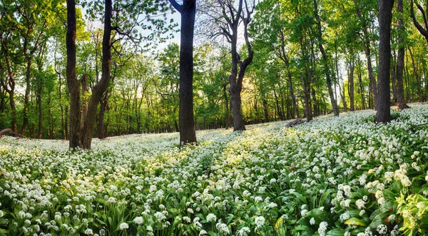 Geen forest with wild garlic at sunset, Eslováquia — Fotografia de Stock