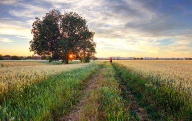 Gün batımında buğday tarlası olan kırsal alan