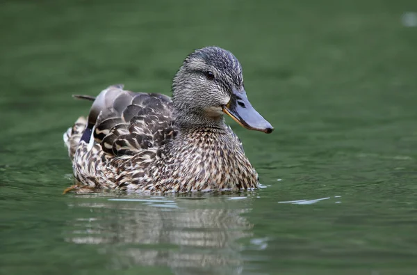 Eend in rivier, buiten natuur — Stockfoto