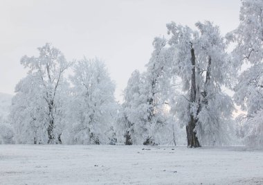 Kış orman manzara - seyahat sakin sahne bulutlar
