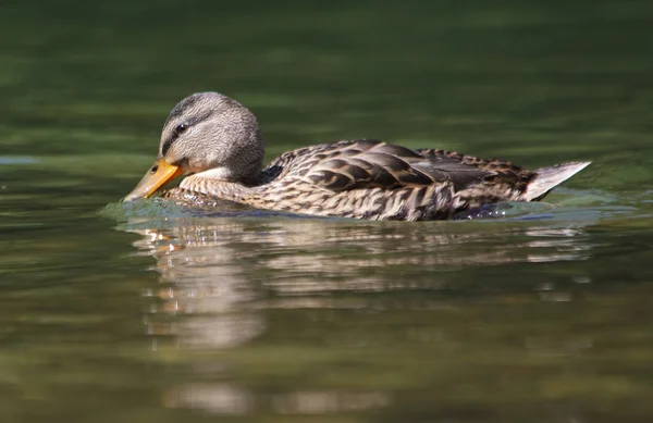 Duck in river, outdoor nature — Stock Photo, Image