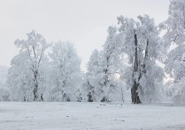 Kış orman manzara - seyahat sakin sahne bulutlar