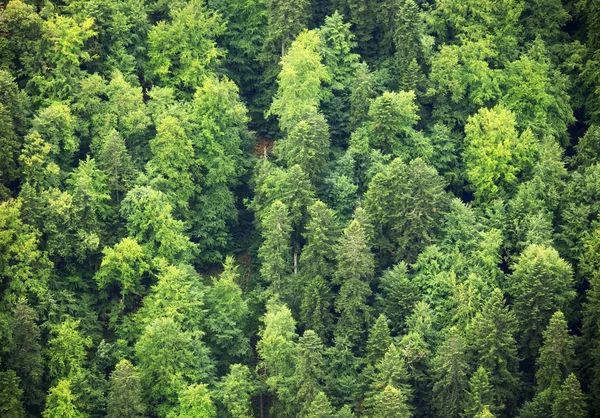 Forêt verte, vue aérienne — Photo