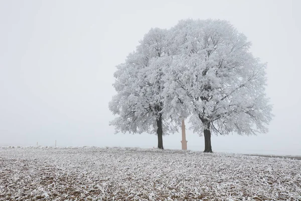 Alone frozen tree in snowy field and mist — Stock Photo, Image