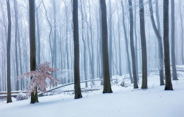 Inverno nella foresta frot nebbioso con albero — Foto Stock