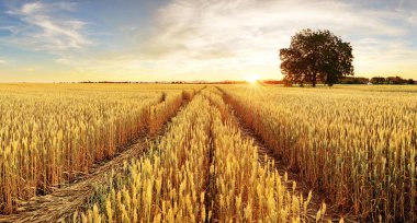 Ağaç ve buğday alanı
