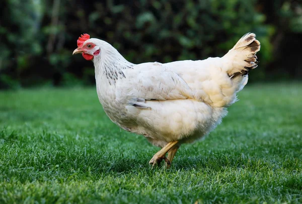 Høne i naturen, kylling – stockfoto