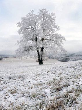 donmuş ağaç kışın karla