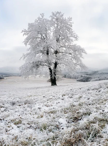 Παγωμένο δέντρο το χειμώνα με χιόνι — Φωτογραφία Αρχείου