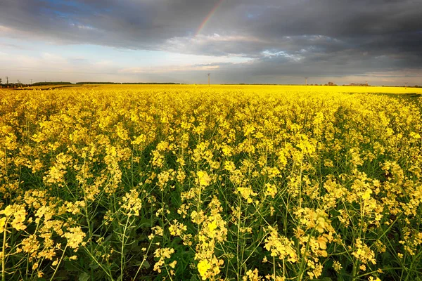 Campo de estupro florido com na paisagem rural — Fotografia de Stock