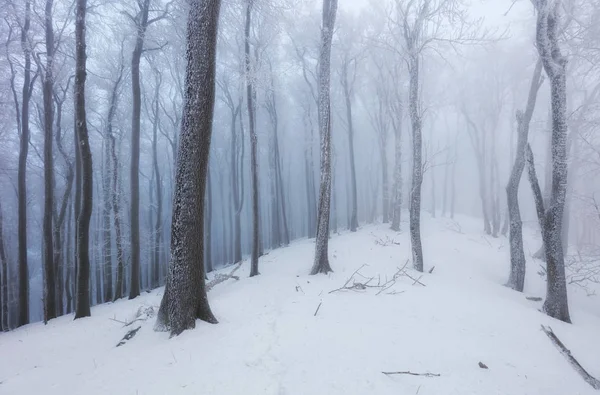 Зима в туманном лесу с деревьями — стоковое фото