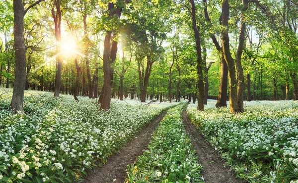 Fleurs d'ail sauvage dans la forêt — Photo