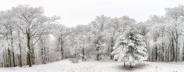 全景冬季森林的树木被雪覆盖着。 — 图库照片