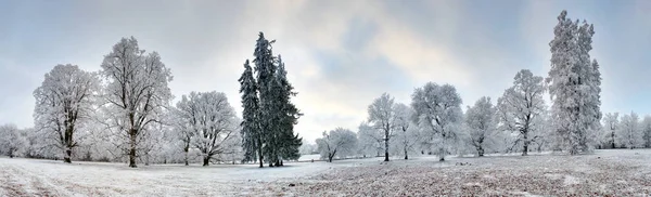 Panorama da floresta de Inverno com neve e árvore — Fotografia de Stock