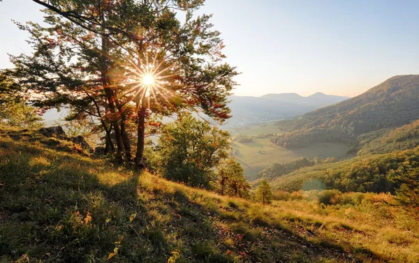 Une forêt de pins. Le printemps. Coucher de soleil . — Photo