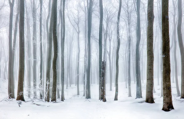 Paesaggio congelato - Foresta nebbia invernale — Foto Stock