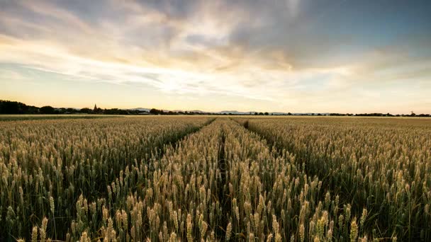 Časová prodleva - Venkovská krajina s polem pšenice na západ slunce — Stock video