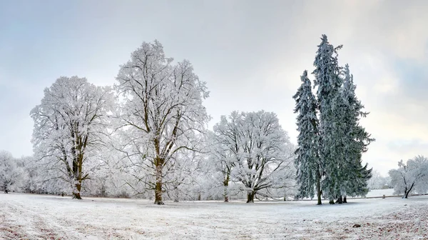 Paesaggio invernale con albero ghiacciato — Foto Stock