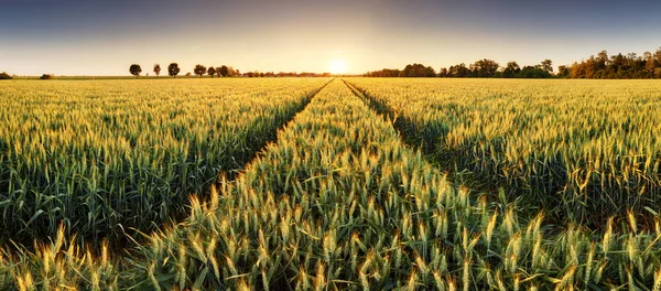 Panorama des Weizenfeldes bei Sonnenuntergang — Stockfoto