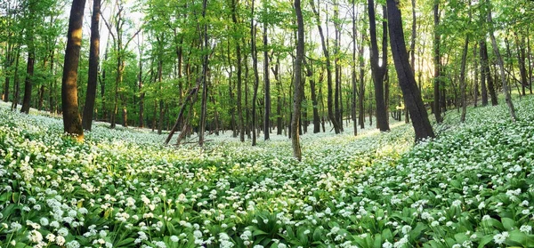 Δάσος με ανθισμένα λευκά λουλούδια την άνοιξη. Άγριο σκόρδο — Φωτογραφία Αρχείου