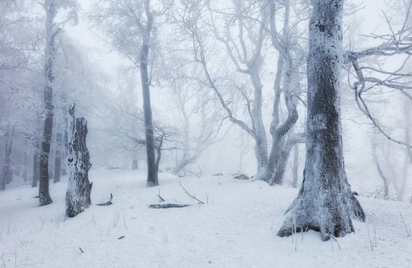 Floresta no inverno com nevoeiro e neve paisagem — Fotografia de Stock