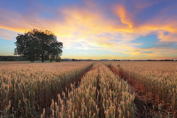 Paisaje rural con campo de trigo al atardecer —  Fotos de Stock