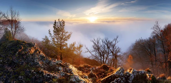 Soleil sur nuages paysage avec arbre — Photo