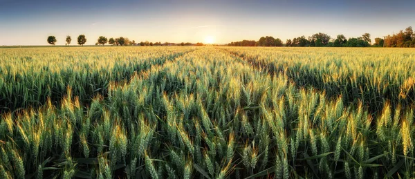 Panorama del campo de trigo al atardecer —  Fotos de Stock