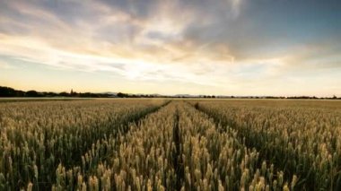 Buğday alan gün batımında - zaman atlamalı
