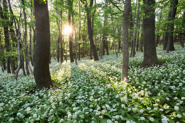 Fleurs d'ail sauvage dans la forêt — Photo