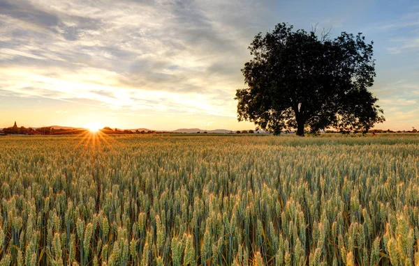 Panoráma a búzamező naplementekor — Stock Fotó