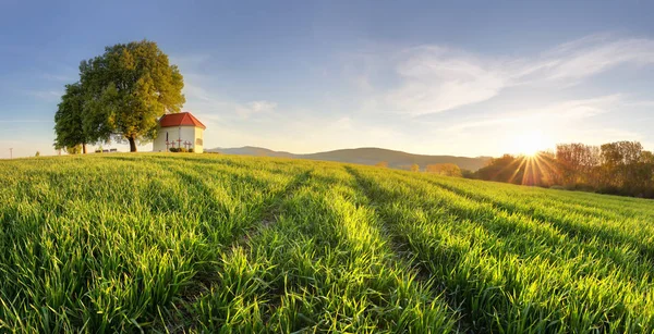 Ladang gandum saat matahari terbenam — Stok Foto